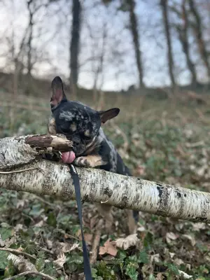 Deckrüde Französische Bulldogge (USA)