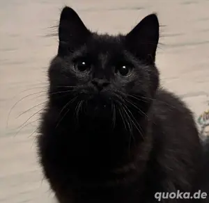 8Monate   Wundervoller Main Coon-Mix Kater Daku (Puschel) sucht ein liebevolles Zuhause