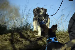 Stöpsel sucht eine liebe Familie mit Hundeerfahrung Bild 3