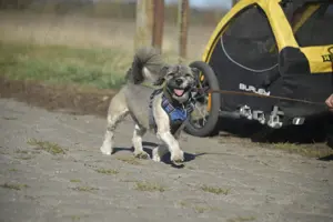 Stöpsel sucht eine liebe Familie mit Hundeerfahrung Bild 5