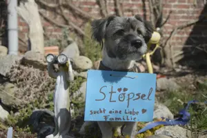 Stöpsel sucht eine liebe Familie mit Hundeerfahrung Bild 2