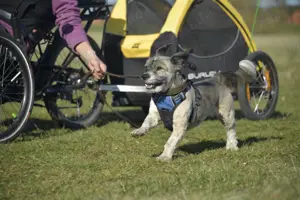 Stöpsel sucht eine liebe Familie mit Hundeerfahrung Bild 4