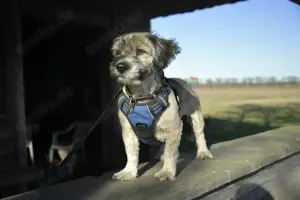 Stöpsel sucht eine liebe Familie mit Hundeerfahrung Bild 6