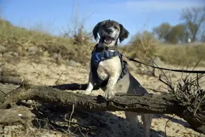 Stöpsel sucht eine liebe Familie mit Hundeerfahrung Bild 7