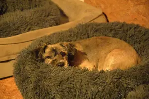 Stöpsel sucht eine liebe Familie mit Hundeerfahrung Bild 10