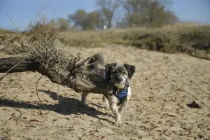 Stöpsel sucht eine liebe Familie mit Hundeerfahrung Bild 9