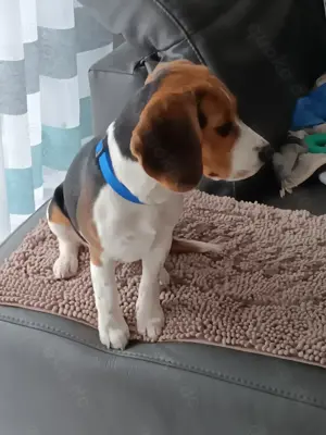 Rassehunde- Beagle-weiblich 