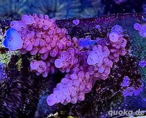 Acropora Ableger. von M-XXL