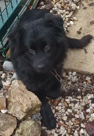 Samojede Kroatischer Schäferhund Rüde 7,5Mon 15kg 40cm VOM Hundetrainer 