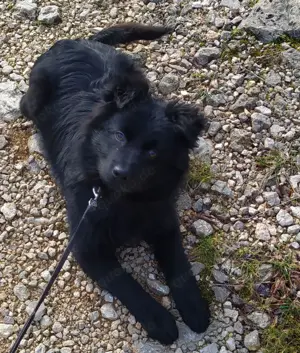 Anfängerhund Rüde 7,5Mon 15kg 40cm 9.6 Ausreise nach Adoption VOM Hundetrainer 