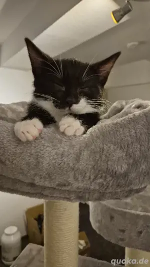 Savannah Mix Kitten