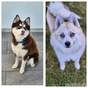 Wurfankündigung Pomskywelpen (Pomeranian x Husky)