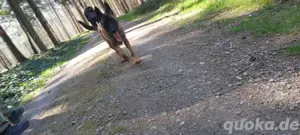 Malinois sucht ein liebevolles Zuhause 