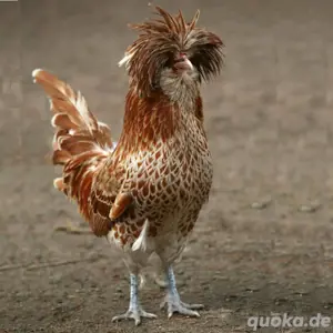 Paduaner Bruteier Bild 3
