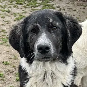 Norbo, geb. ca. 10 2024, lebt in GRIECHENLAND, auf einer privaten Pflegestelle 