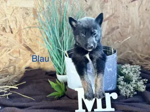 Malamute Malinois mix