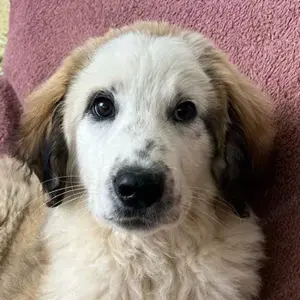 Bakis, geb. ca. 12 2024, lebt in GRIECHENLAND, auf einer privaten Pflegestelle 