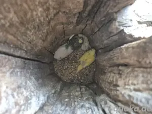 Nestjunge Wellensittiche abzugeben, bitte lesen!