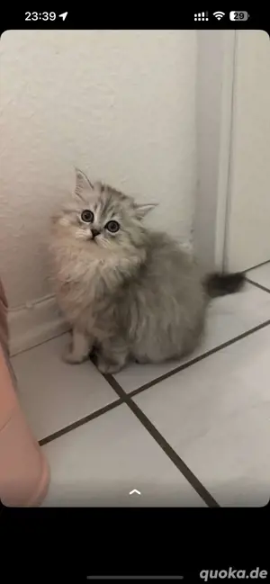 blh katzen suchen neue zuhause 