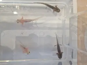 5 kleine Axolotl suchen neues Zuhause