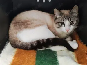 Bizca sucht ihr Zuhause - Siam-Mix
