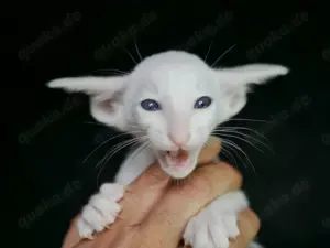 Oriental Kurzhaar OSH Katzenbaby von Champion Eltern mit Fife Stammbaum Bild 6