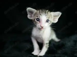 Oriental Kurzhaar OSH Katzenbaby von Champion Eltern mit Fife Stammbaum Bild 4