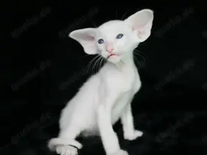 Oriental Kurzhaar OSH Katzenbaby von Champion Eltern mit Fife Stammbaum