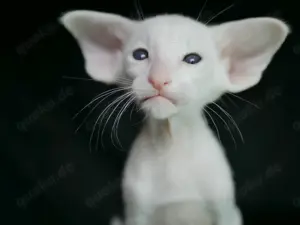 Oriental Kurzhaar OSH Katzenbaby von Champion Eltern mit Fife Stammbaum Bild 8