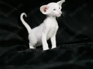 Oriental Kurzhaar OSH Katzenbaby von Champion Eltern mit Fife Stammbaum Bild 7