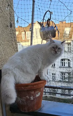 Heilige birma kitten kater Bild 5