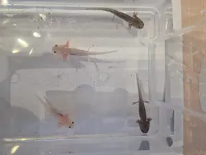5 kleine Axolotl suchen neues Zuhause