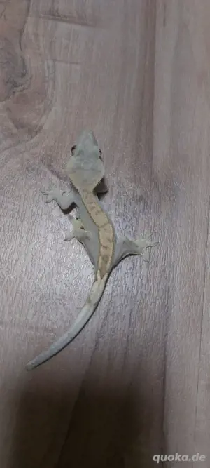 kronengecko Männchen 100% het axanthic Crested gecko 