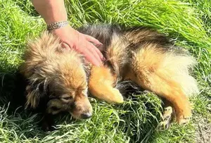 Bailey- kuscheliger Puschelbär
