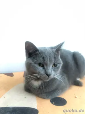 Melona BKH & Tabby Mix