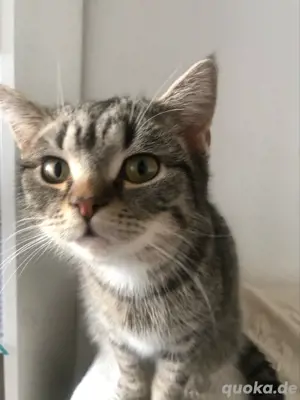 Berry BKH & Tabby Mix