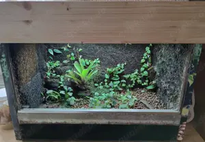 Terrarium mit Xaxim