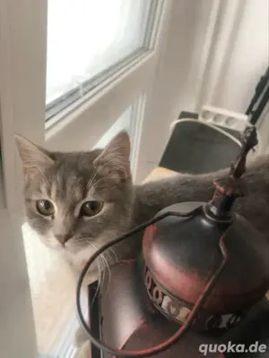 Snowy BKH & Tabby Mix