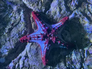 Seestern Protoreaster Linckii