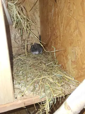 Verkaufe 4 gruppe degus männlich inklusive Zubehör 