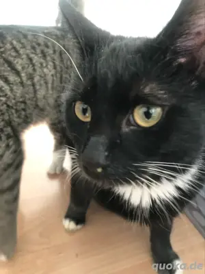 Bali Maine Coon & Tabby Mix