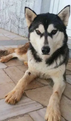 Alaskan Malamute Hündin 2J Ausreise nach Adoption bundesweit möglich