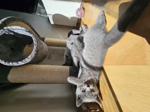 BKH Kitten zu verkaufen 