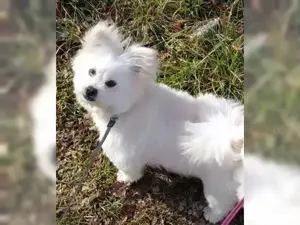 Welpen Shi Tzu Pomeranian Mix 2,5Mon Ausreise nach Adoption - Regensburg