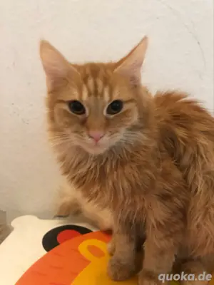 Royal Maine Coon & Tabby Mix