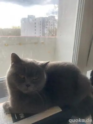 BKH Daisy Katze