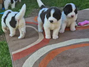 Schweizer Sennenhund, Landseer