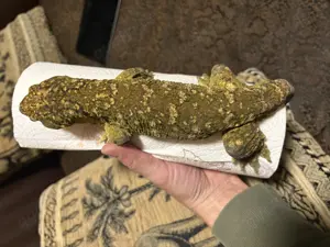 1,0 Rhacodactylus leachianus Brosse