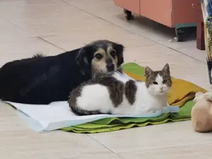 tolle Katze Gritti liebt Hunde über alles und sucht ein schönes Zuhause