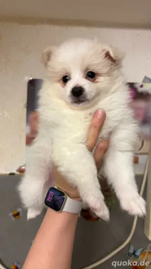 Pomeranian-Spitz 